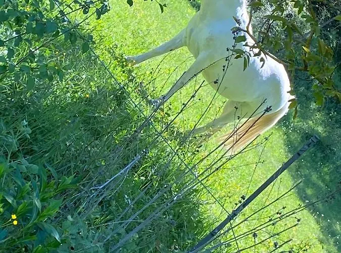 Cocotte Vakantiehuis Pierrerue (Alpes-de-Haute-Provence)