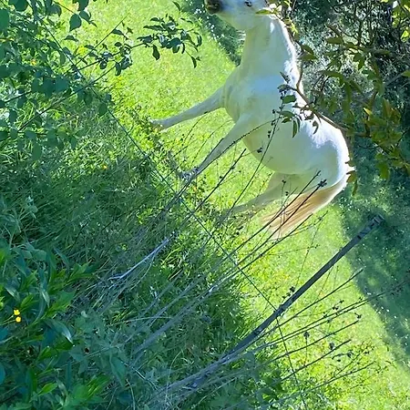 Cocotte Semesterbostad Pierrerue (Alpes-de-Haute-Provence)